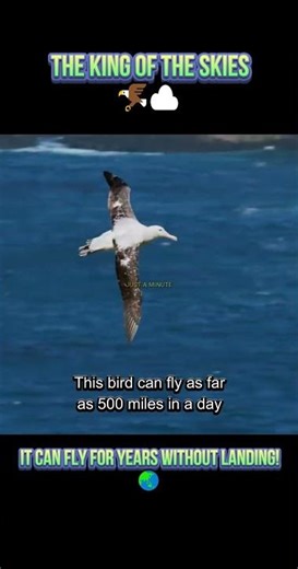The Bird with the Largest Wingspan on Earth! 🦅🌊 #facts