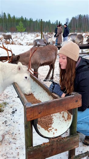 Discover Cape Wild Moose and Reindeer Park in Luleå