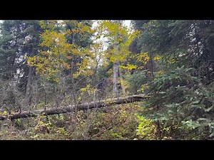 Deer Hunter In Blind Captures Video Of PO'ed Bigfoot