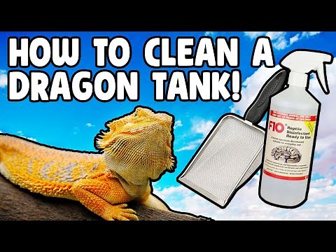 How To Clean a Bearded Dragon Tank!