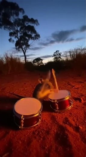 Drumming at Night Attracts… a Predator!! 🥁😱