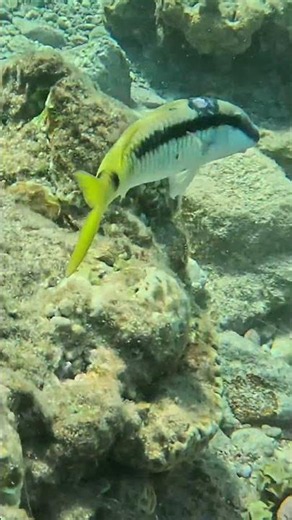 Red Sea Goatfish With Mysterious Blotch 🐟 🎯🌊