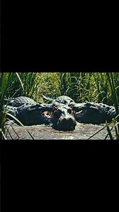 Hippo vs Alligator: Brutal Fight for Survival in the Wild#wildlifeattack #fight #usa