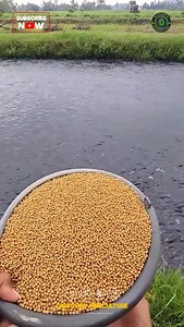 Feeding millions of fish is a remarkable endeavor that plays a crucial role in maintaining aquatic ecosystems and supporting global food security. Fish farming, also known as aquaculture, has seen significant advancements in recent years, allowing for the sustainable growth and nourishment of various fish species. By providing nutritious feeds enriched with essential vitamins and minerals, aquaculturists can ensure healthy growth rates and improve overall fish health. This responsible approach n