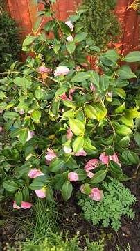 Garden Review 22 III 26 #garden #new #garden #like #garden #nature #flowers#lilygarden #love #lil...