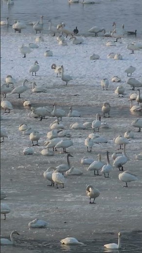 「白鳥の大群」 2026年04月01日 #北海道#美瑛町 #オオハクチョウ、#コハクチョウ、#マガン