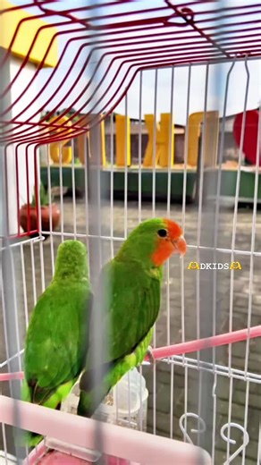 🦜🦜🦜Little moments of wonder make big memories 💚 Our DKIDS friends were excited to meet these beautiful birds today 🦜🦜🦜🐦✨ Learning happens everywhere through curiosity, care, and joy. #schoolinbenincity #LearningThroughPlay #LittleExplorers #ChildhoodWonder #PreschoolLife