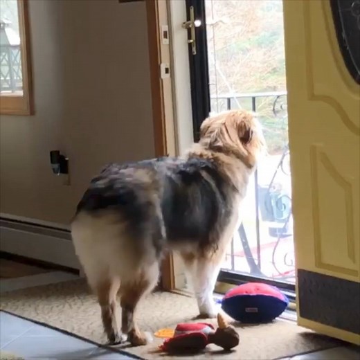 Dog shaking its butt