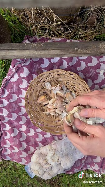 Spring Garlic Planting Tips for Homegrown Success