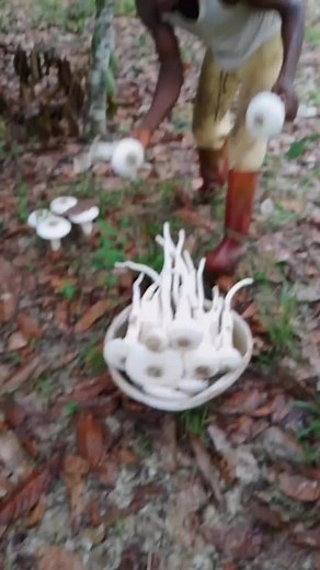 Mushroom Foraging in the Forest: Step-by-Step Guide