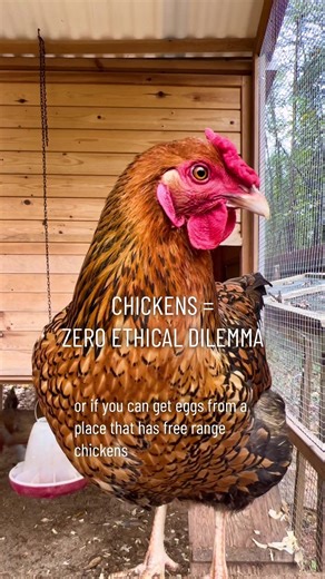 The Joys of Raising Chickens: A Fun and Rewarding Experience
