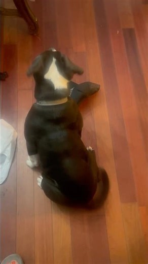 Maxx acting like Maxx #bulldog #pitbull #dmx #fyp