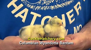 Columbian Wyandotte Bantam Chickens | Cackle Hatchery®