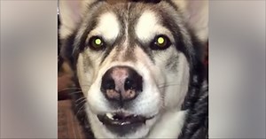 [Video] You’ve never heard a dog talk back to its owner like this one