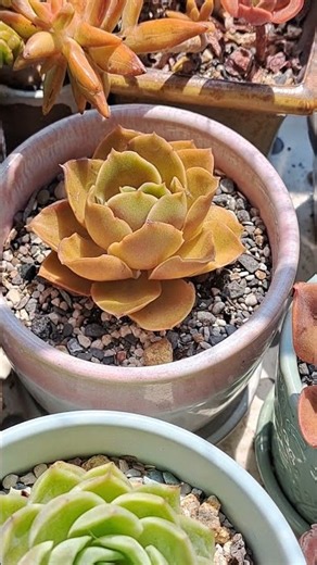 How to get this FIERY orange color on your Echeveria Fireglow #echeveria #succulent #succulents