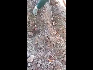 Plantation de Glaïeuls