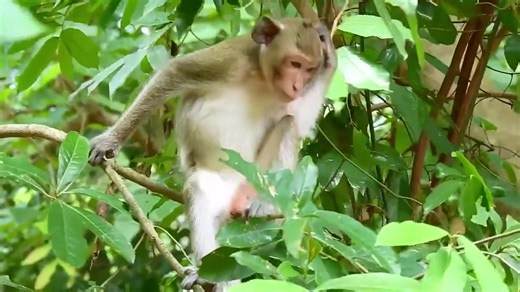3.8K views · 60 reactions |  Stop Abuse to Baby Monkeys, I love...