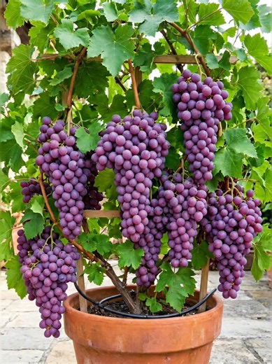 How to Grow Grapes from Seed at Home