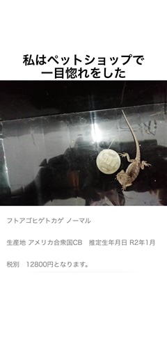 フトアゴヒゲトカゲの飼い方と可愛さ