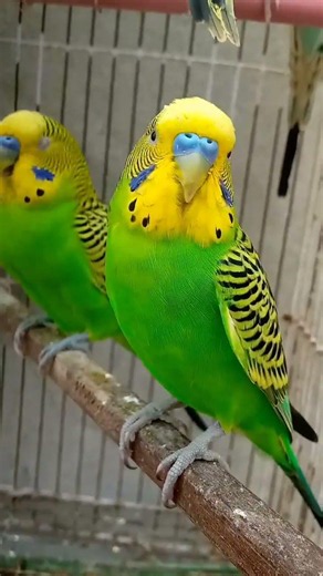 happy budgies chirping sound