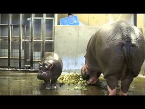 神戸市立王子動物園 カバの赤ちゃん出目吉くんとナミコママ 2014.11.17