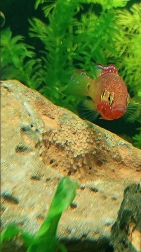 Red jewel Cichlid breeding 🥰 #fishbreeding #aquarius