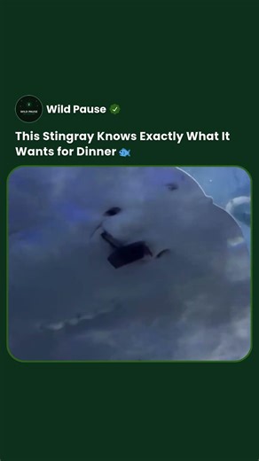 Stingrays Have Food Preferences Just Like You Do #shorts #nature #facts