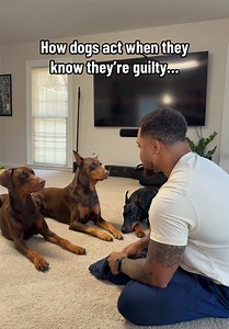 Guilty Dog Caught: Funny Facial Expressions and Denial