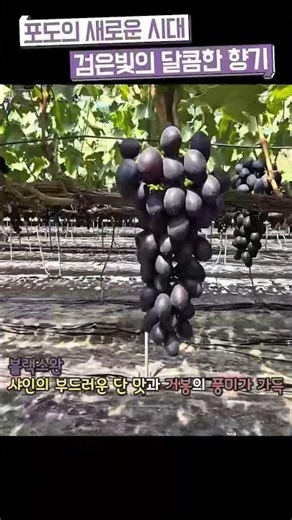 포도의 새로운 블랙스완. #포도 #블랙스완 #산지직송 #산지직거래 #farming #koreanfood
