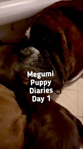 Megumi’s puppy diaries day one #boxerdog #puppies #dogs | Boxer Madness