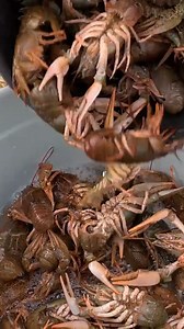 🦀 Outdoor Cooking Crayfish! The perfect meal after a hard day💯 | Victoria in the kitchen