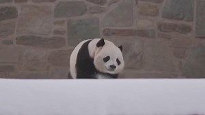 55K views · 304 reactions | Giant pandas Bao Li and Qing Bao are enjoying the snow blanketing the U.S. capital at the Smithsonian National Zoo in Washington, D.C. The panda pair will make their public debut on January 24. | CGTN | Facebook