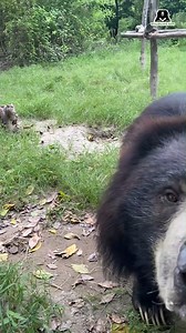 Right out of a Sherlock series, our curious detectives sniff through the mysterious lens, determined to crack the mystery. Will the bears uncover the hidden truth? | Wildlife SOS
