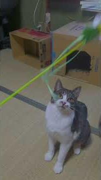 #shotu #ねこ #cat #猫のいる暮らし