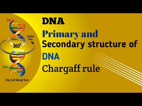 Part 05 DNA Primary and Secondary structure of DNA Chargaff rule