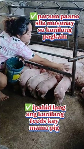 Clean & Simple Pig Farm in Village #PigFarm #VillageLife #FarmVlog