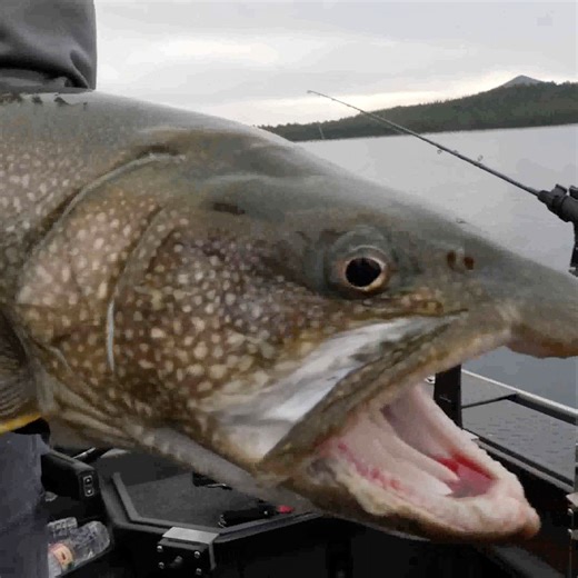 These are not your average Lake Trout! These Mackinaw are massive and aggressive. | Addicted Fishing