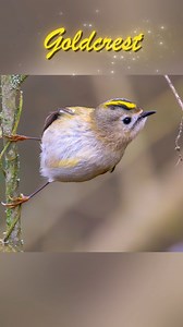 The bird that weighs the same as a twenty pence coin 🤯 #wildlifephotography #wildlife #goldcrest #nature | Bryn Ditheridge Photography