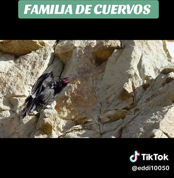 Familia de Cuervos: Vida y Desafíos en la Naturaleza
