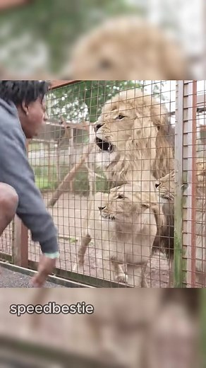 I Show Speed Barks at Lion: The Alpha Showdown