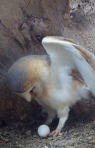 When Gylfie the barn owl stood up to reveal an egg 🦉🥚💚 #barnowl #owlcam #gylfieanddryer #livefromfotherdale #birdcam | Robert E Fuller