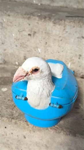 I fed the sick pigeon burned garlic 🌱🧄 #PigeonCare #GarlicRemedy #EducationalVideo