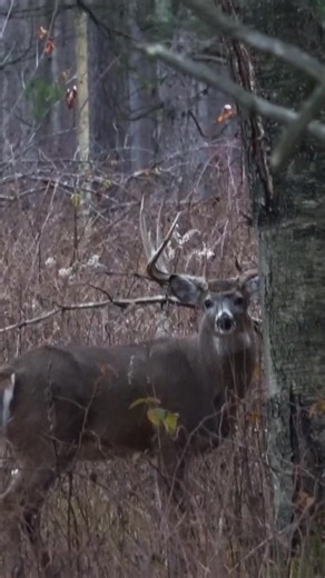 9.5K views · 196 reactions | #whitetails #monsterbucks #huntsenddeerranch #bowhunting #wisconsin #hunters | Huntsenddeerranch | Facebook