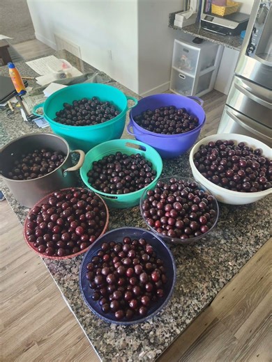 Making Plum Jam