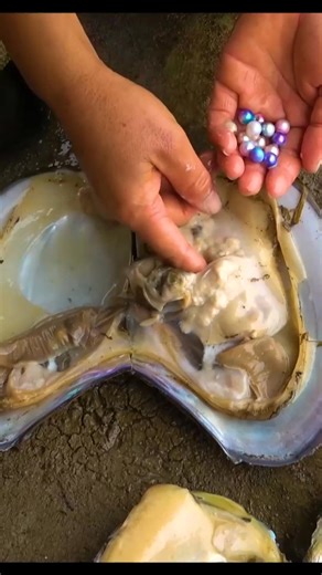 Who is digging pearls together | Xiaozhitv