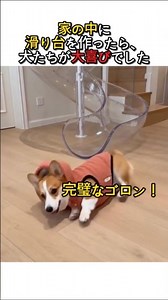 家の中に滑り台を作ったら..