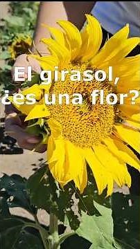 🕵️‍♀️ 🌻 El GIRASOL, ¿ es una FLOR ? 🌻 🤨 - DATOS de plantas