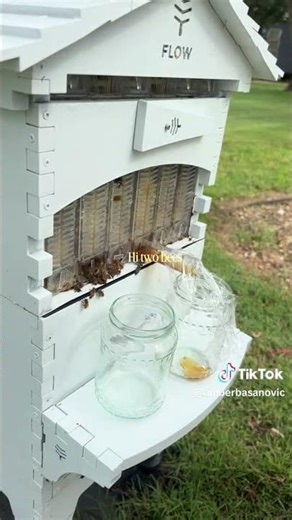 Amber and her girls 🐝👯‍♀️💛