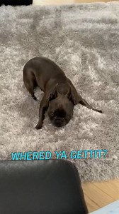 Snug as a pug on a rug! #dogsofinstagram #animalvoiceover #dub #vo #animals #funnyreels #dogs #reels | Rufus Goodboy