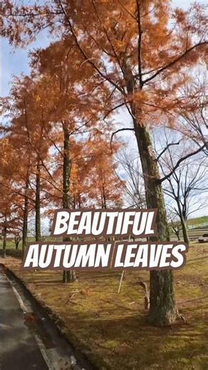 Beautiful Autumn Leaves #autumn #fall #autumnleaf #fallleaves